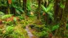 Tutoko River Track, Fiordland National Park, South Island, New Zealand Art Print
